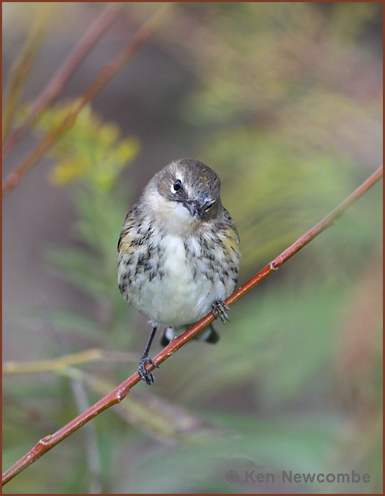 Yellow-rumped warbler